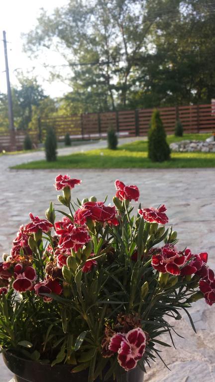 Pensiunea Codruta Carpinisu Экстерьер фото